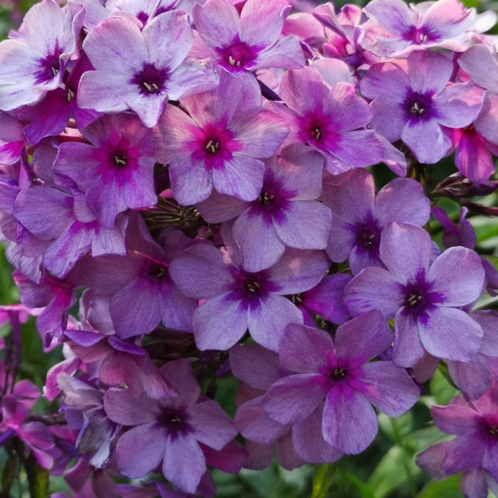 Aedfloks<br/> 'Mister X' <br/><span class="toote_lisa">Phlox paniculata</span> - Image 2