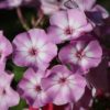 Aedfloks<br/> 'Pink Lady' <br/><span class="toote_lisa">Phlox paniculata</span> - Image 2