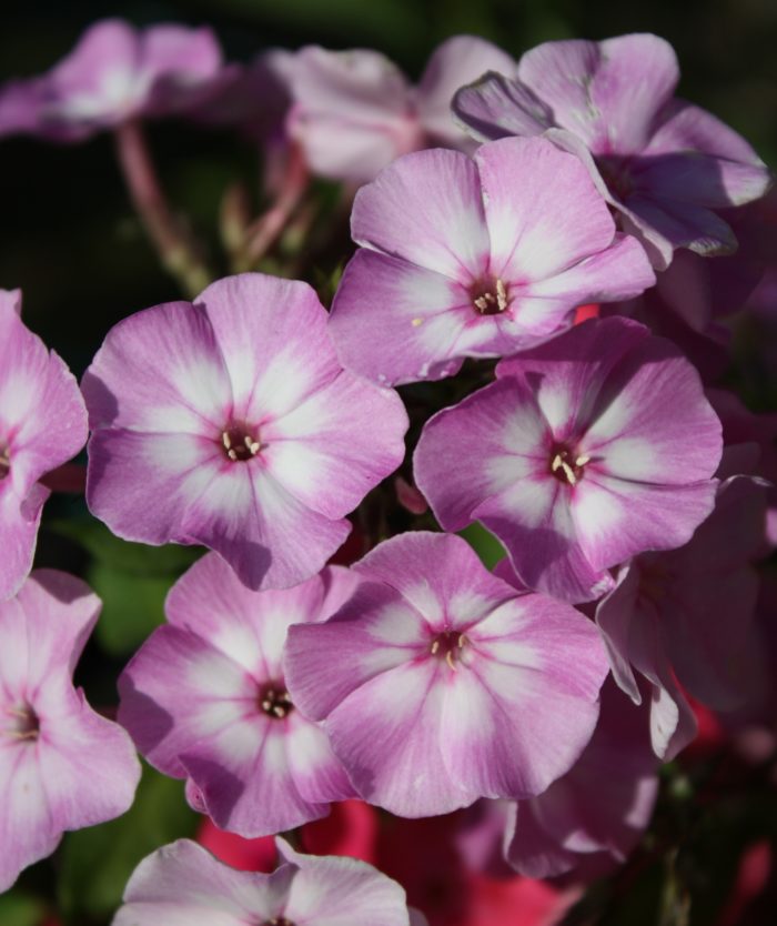 Aedfloks<br/> 'Pink Lady' <br/><span class="toote_lisa">Phlox paniculata</span> - Image 2