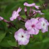Aedfloks<br/> 'Pink Lady' <br/><span class="toote_lisa">Phlox paniculata</span> - Image 3
