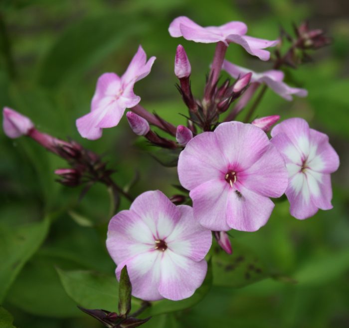 Aedfloks<br/> 'Pink Lady' <br/><span class="toote_lisa">Phlox paniculata</span> - Image 3
