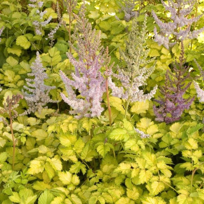 Astilbe<br/> 'Color Flash Lime' <br/><span class="toote_lisa">Astilbe x arendsii</span> - Image 2