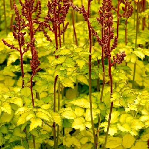 astilbe color flash lime