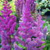 hiina astilbe black pearls