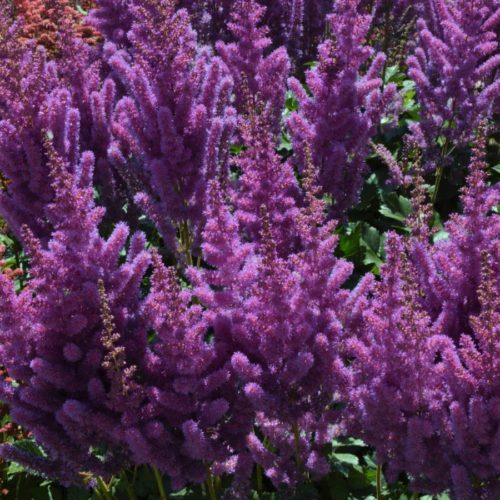 hiina astilbe black pearls