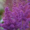 hiina astilbe black pearls