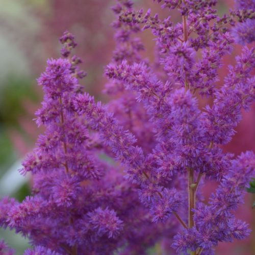 hiina astilbe black pearls