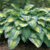 Hosta<br/> 'Paul's Glory' <br/><span class="toote_lisa">Hosta</span> - Image 3