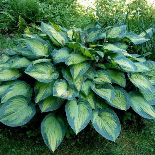 hosta paul's glory