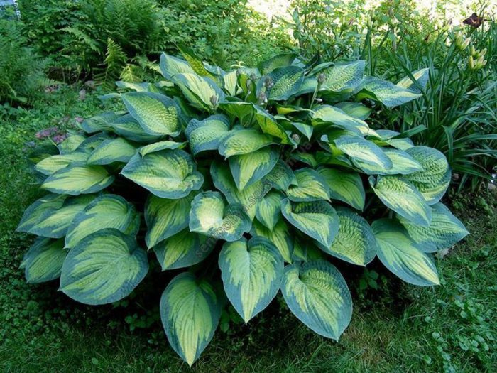 hosta paul's glory
