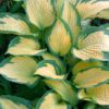 Hosta<br/> 'Paul's Glory' <br/><span class="toote_lisa">Hosta</span> - Image 4