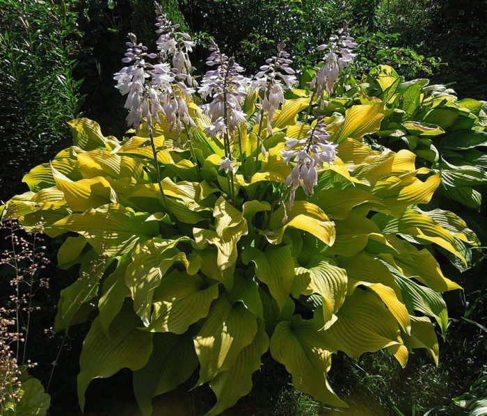 Hosta<br/> 'Sun Power' <br/><span class="toote_lisa">Hosta</span> - Image 2