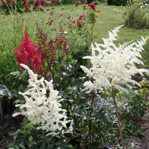 jaapani astilbe ellie