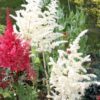 jaapani astilbe ellie