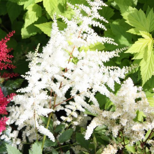 jaapani astilbe ellie