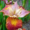 Siberi iiris<br/>'Paprikash'<br/><span class="toote_lisa">Iris sibirica</span> - Image 2