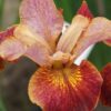 siberi iiris paprikash