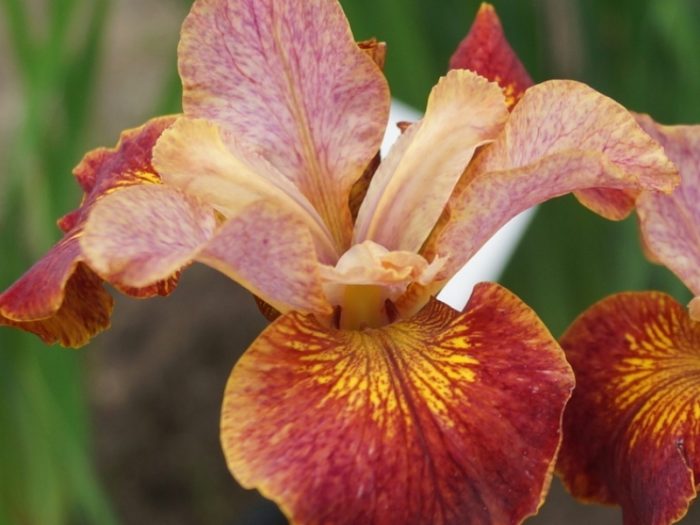 siberi iiris paprikash
