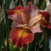siberi iiris paprikash