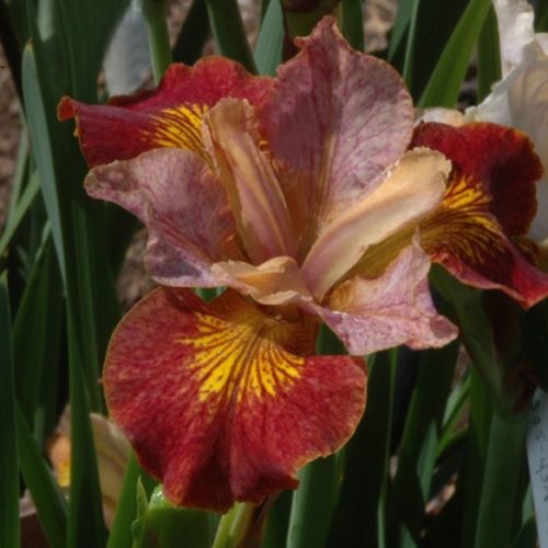 siberi iiris paprikash