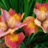 siberi iiris paprikash