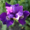 siberi iiris ruffled velvet