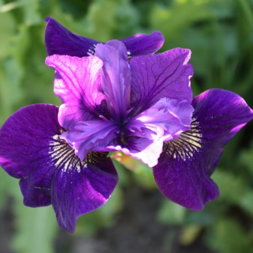 siberi iiris ruffled velvet