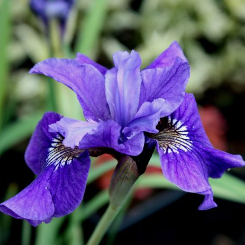 siberi iiris ruffled velvet