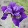 siberi iiris ruffled velvet