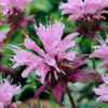 aedmonarda beauty of cobham