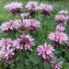 Aedmonarda<br/>'Beauty of Cobham'<br/><span class="toote_lisa">Monarda didyma</span> - Image 2