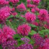 aedmonarda pink lace