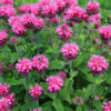 Aedmonarda<br/>'Pink Lace'<br/><span class="toote_lisa">Monarda didyma</span> - Image 2