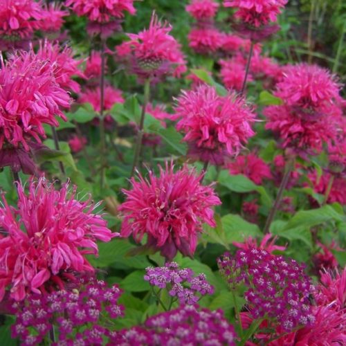 aedmonarda pink lace