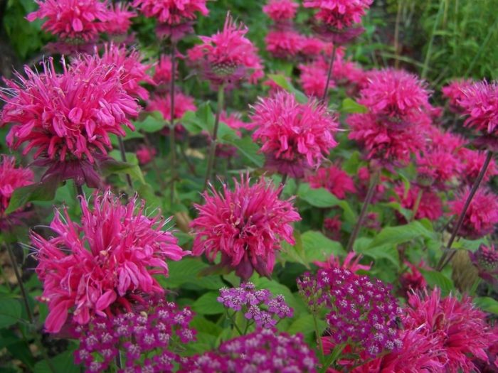 aedmonarda pink lace