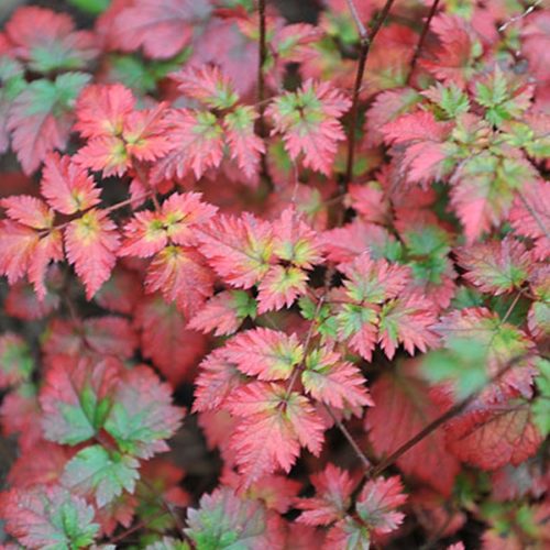 astilbe color flash