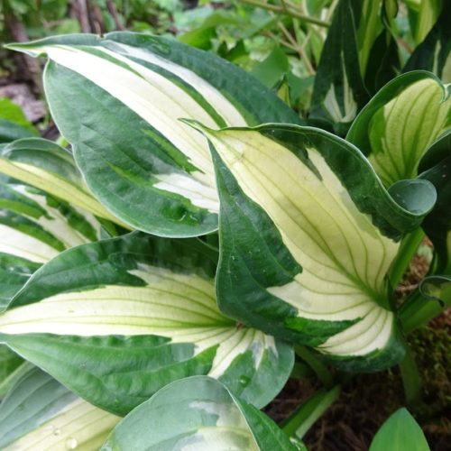 fortunei hosta whirlwind
