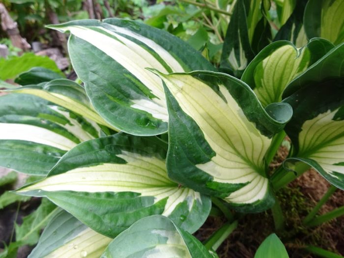 fortunei hosta whirlwind