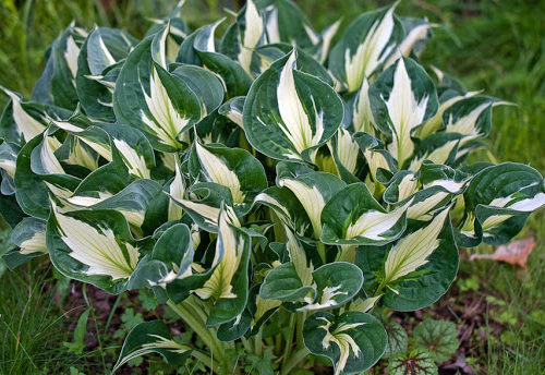 fortunei hosta whirlwind