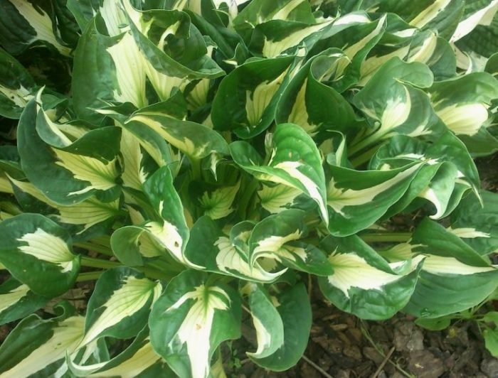 fortunei hosta whirlwind