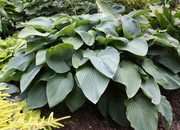 Hosta<br/> 'Empress Wu' <br/><span class="toote_lisa">Hosta</span> - Image 2