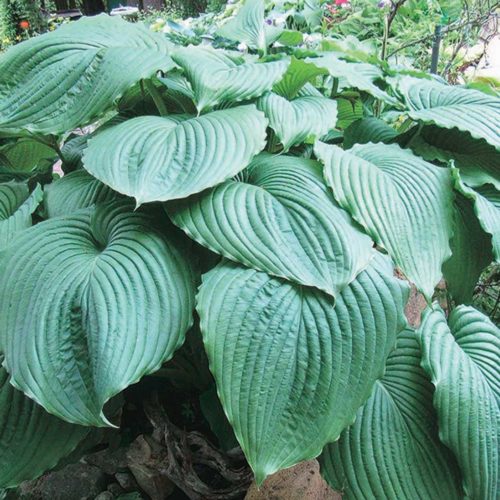 hosta empress wu