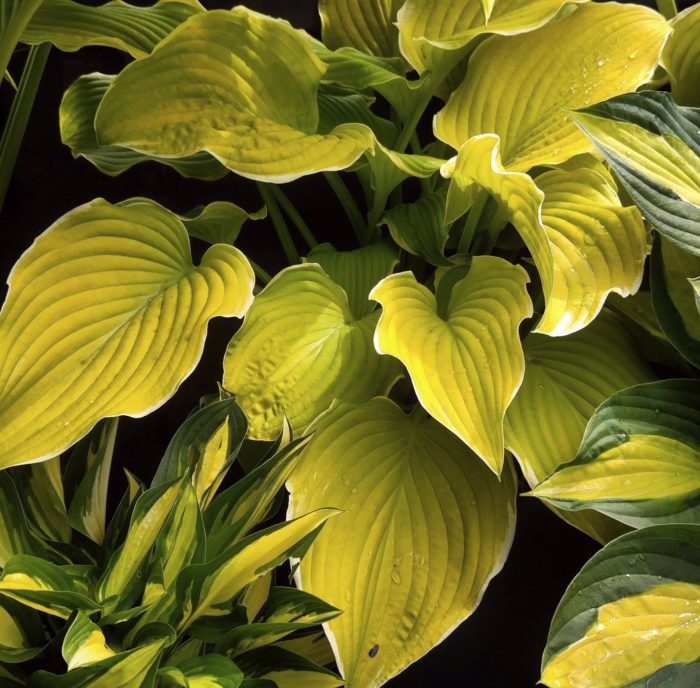 Hosta<br/> 'Lakeside Cha Cha' <br/><span class="toote_lisa">Hosta</span> - Image 3