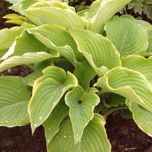 hosta lakeside cha cha