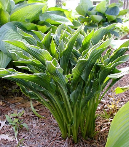 hosta praying hands