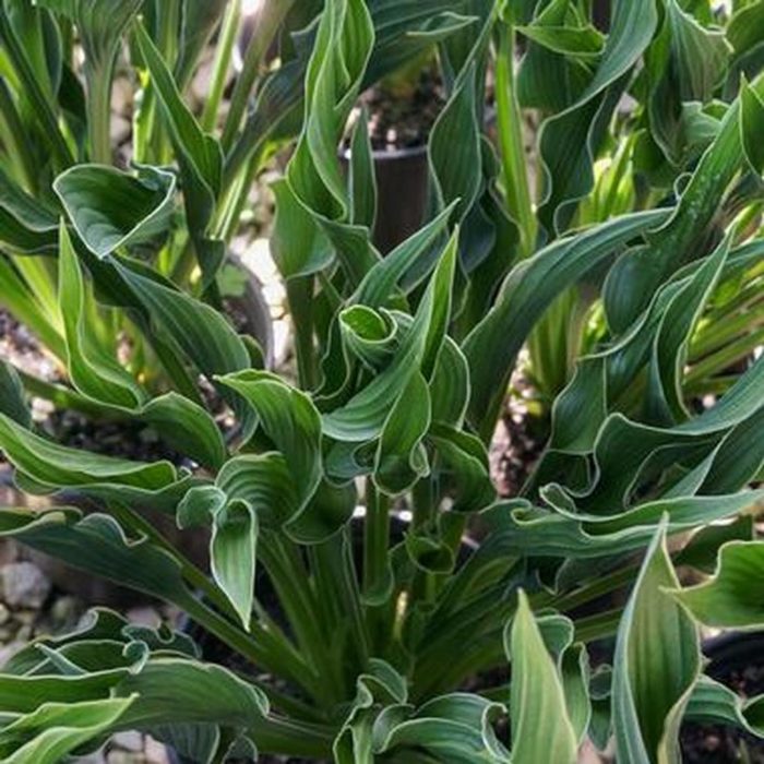 Hosta<br/> 'Praying Hands' <br/><span class="toote_lisa">Hosta</span> - Image 3