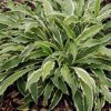 hosta stiletto