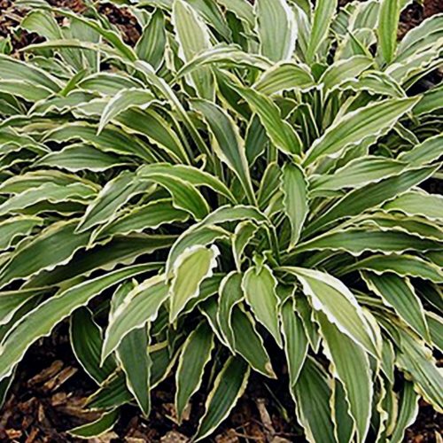 hosta stiletto
