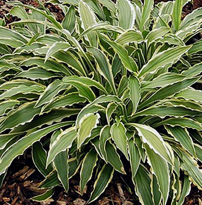 hosta stiletto