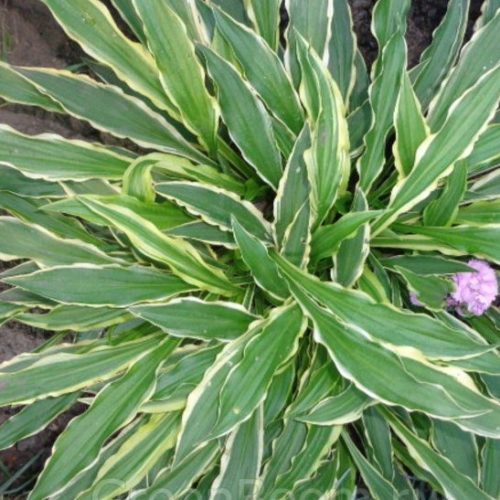 hosta stiletto